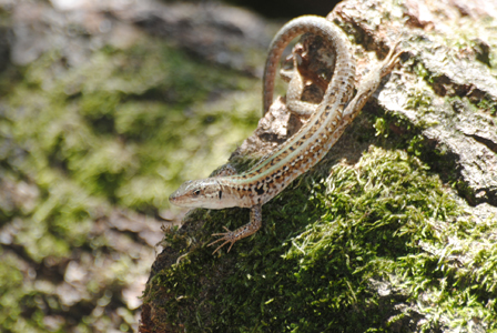 Lacertidae